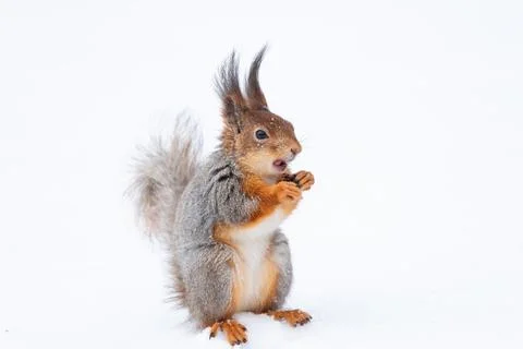 Red squirrel sitting on a tree branch in winter forest and nibbling seeds on  Foto stock