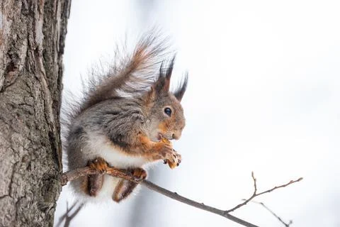 Red squirrel sitting on a tree branch in winter forest and nibbling seeds on  Stock Photos