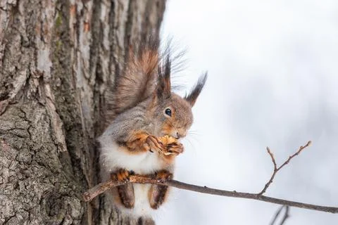 Red squirrel sitting on a tree branch in winter forest and nibbling seeds on  Stock Photos