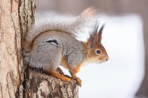 Red squirrel sitting on a tree branch in winter forest and nibbling seeds on  Stock Photos