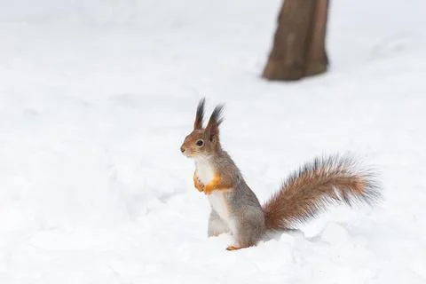 Red squirrel sitting on a tree branch in winter forest and nibbling seeds on  Stock Photos
