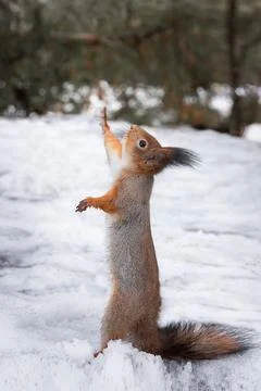 Red squirrel sitting on a tree branch in winter forest and nibbling seeds o.. Stock Photos