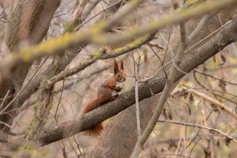 Red squirrel sitting on a tree branch in an autumn forest.Cute squirrel on .. Stock-Fotos