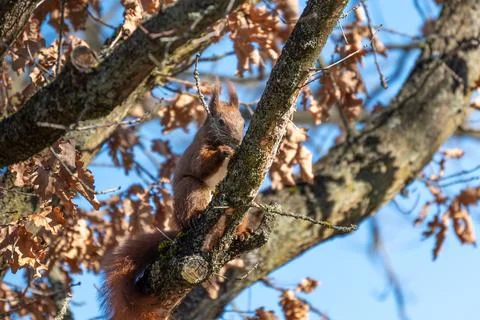 Red squirrel sitting on a tree branch while holding food in its paws. Stock Photos