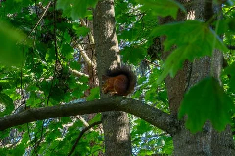 Red squirrel sitting on a tree branch eating a nut. Wild fluffy squirrel ga.. Stock Photos