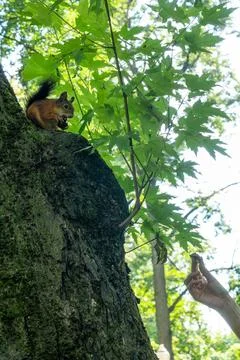 Red squirrel sitting on a tree branch eating a nut. Wild fluffy squirrel ga.. Stock Photos