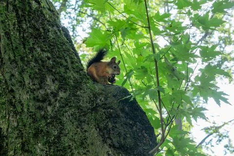 Red squirrel sitting on a tree branch eating a nut. Wild fluffy squirrel ga.. Stock Photos