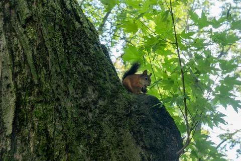 Red squirrel sitting on a tree branch eating a nut. Wild fluffy squirrel ga.. Stock Photos