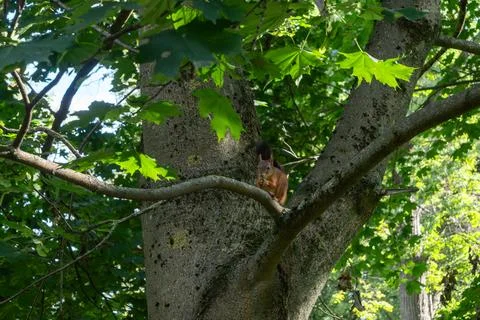 Red squirrel sitting on a tree branch eating a nut. Wild fluffy squirrel ga.. Stock Photos