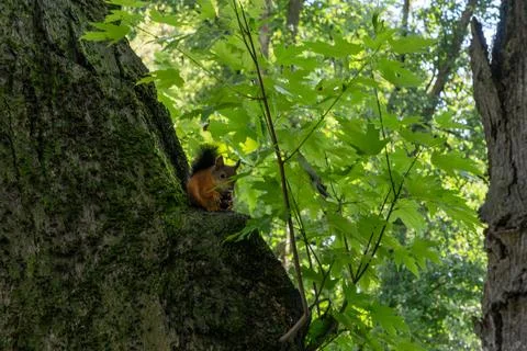 Red squirrel sitting on a tree branch eating a nut. Wild fluffy squirrel ga.. Stock Photos