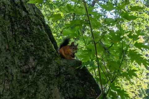 Red squirrel sitting on a tree branch eating a nut. Wild fluffy squirrel ga.. Stock Photos