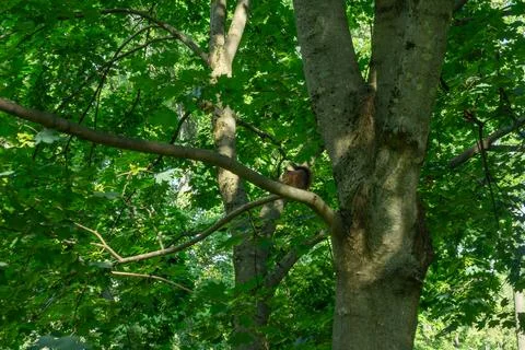 Red squirrel sitting on a tree branch eating a nut. Wild fluffy squirrel ga.. Stock-Fotos