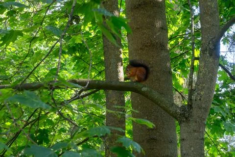 Red squirrel sitting on a tree branch eating a nut. Wild fluffy squirrel ga.. Stock-Fotos