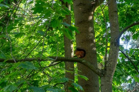 Red squirrel sitting on a tree branch eating a nut. Wild fluffy squirrel ga.. 스톡 사진