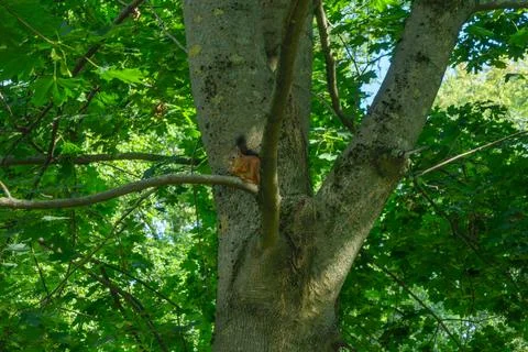 Red squirrel sitting on a tree branch eating a nut. Wild fluffy squirrel ga.. Photos