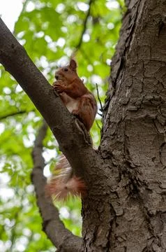 Red squirrel sitting on a tree branch and eating a nut Stock Photos
