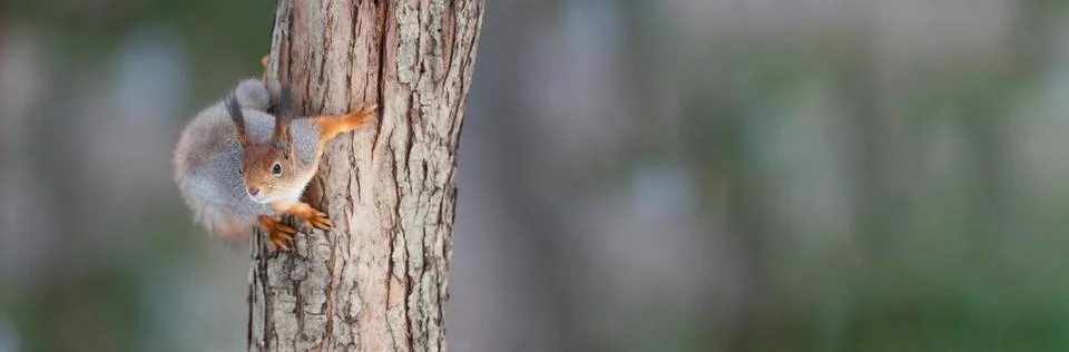 Red squirrel sitting on a tree branch in winter forest and nibbling seeds o.. Stock Photos