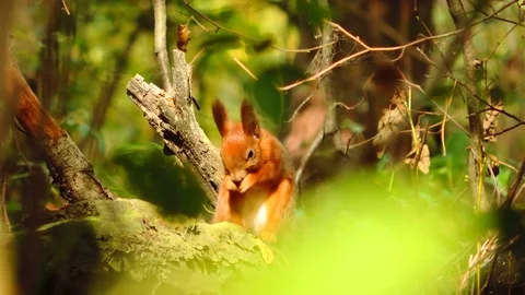 Red Squirrel sitting on a tree Stock Footage 140378502