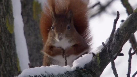 Red squirrel sitting in a tree  Stock Footage 300368572