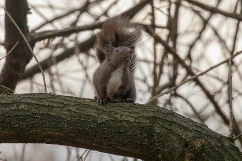 Red squirrel sitting on a tree, forest squirrel (Sciurus vulgaris) Stock Photos