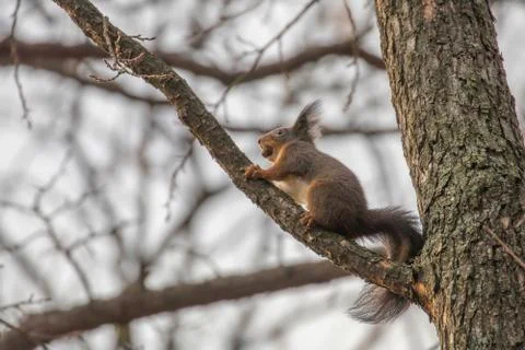 Red squirrel sitting on a tree, forest squirrel (Sciurus vulgaris) Stock Photos