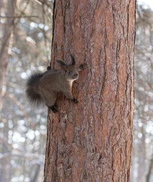 Red squirrel sitting on a tree, forest squirrel (Sciurus vulgaris) Stock Photos