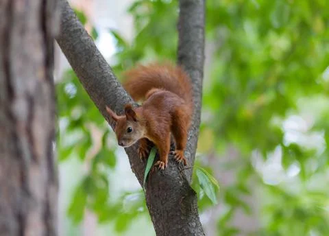 Red squirrel sitting on a tree. Nature Stock Photos