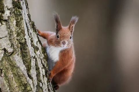 Red squirrel sitting on a tree in a park, surrounded by autumn foliage. Stock Photos