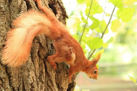 Red squirrel sitting on the tree Stock Photos