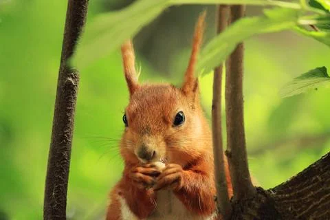 Red squirrel sitting on the tree Stock Photos