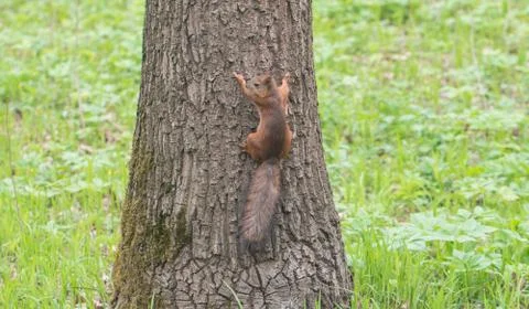 Red squirrel sitting on the tree Stock Photos