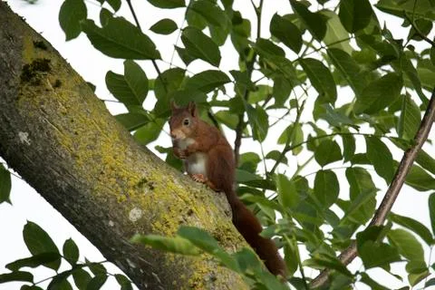 Red squirrel sitting in a tree Stock Photos