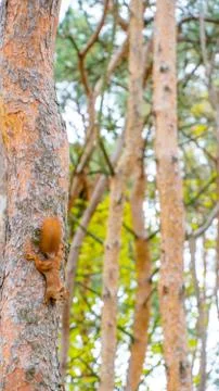 Red Squirrel sitting on the tree Фото