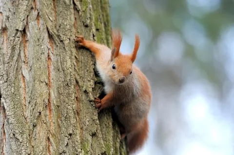 Red squirrel sitting on the tree Stock Photos