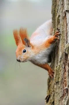 Red squirrel sitting on the tree Stock Photos