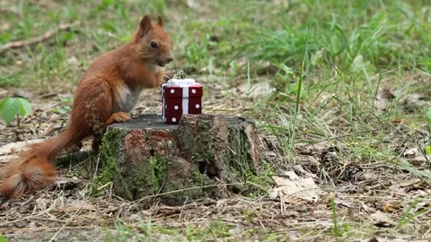 Red squirrel sitting on tree stump with gift box eating nut Stock Footage 313248200