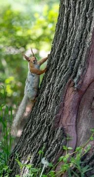 Red squirrel sitting on a tree trunk in a spring forest Stock Photos