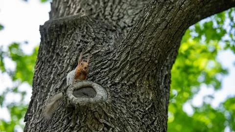 Red squirrel sitting on a tree trunk in a spring forest 写真素材