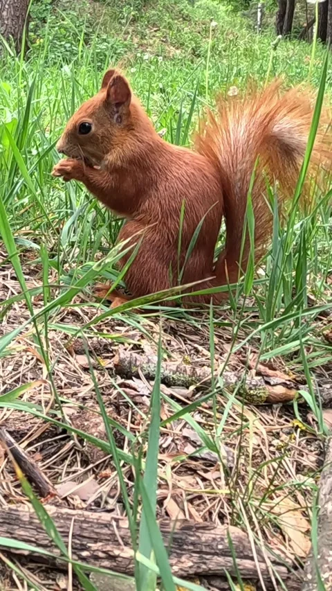 Red Squirrel Sitting Upright Eating Food on Forest Floor Stock-Footage 340550390