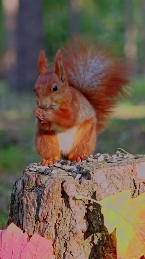 Red squirrel sitting upright holding nut in forest sunlight Stock Footage 319003854
