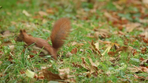 Red Squirrel Sitting Upright before Running through Autumn Leaves Stock Footage 347685630