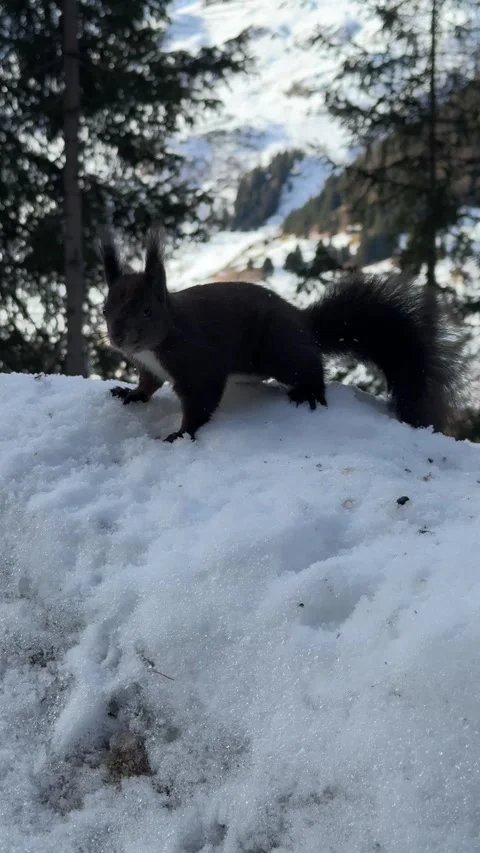 Red squirrel sitting upright on snow with snowy peaks behind Видео 306363028