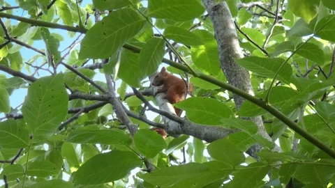 Red squirrel sitting on walnut tree branch among leaves Stock Footage 328962019
