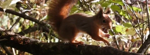 Red Squirrel Slow Motion in Norway 11 Stock Footage 141307286