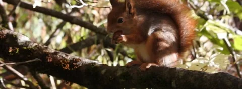 Red Squirrel Slow Motion in Norway 10 Stock Footage 141307287