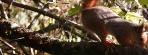 Red Squirrel Slow Motion in Norway 9 Stock Footage 141307288