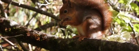 Red Squirrel Slow Motion in Norway 8 Stock Footage 141307289
