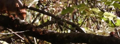 Red Squirrel Slow Motion in Norway 7 Stock Footage 141307291