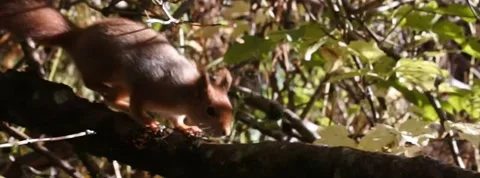 Red Squirrel Slow Motion in Norway 6 Stock Footage 141307297