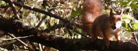 Red Squirrel Slow Motion in Norway 5 Stock Footage 141307322
